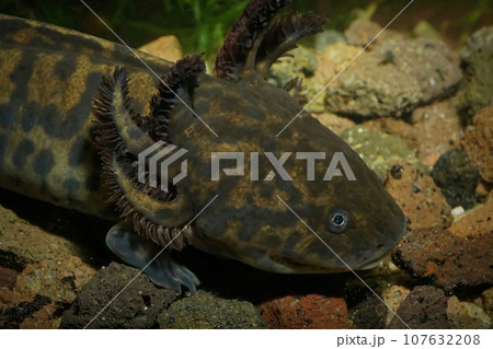 Closeup on the cvritically endangered Mexican neotenic Anderson's salamander,Ambystoma andersoni 107632208