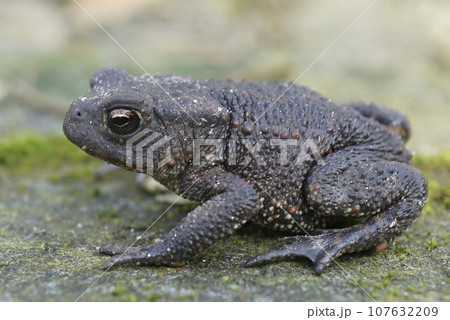 Closeup on a Common Europea toad, Bufo bufo sitting in the garden 107632209