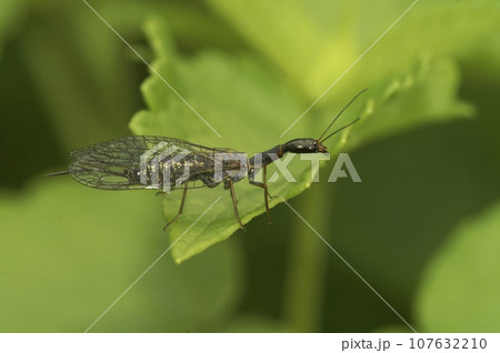 Selective focus closeup on a bizarre looking snake fly, Subilla confinis, sitting on a green leaf 107632210