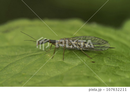 Closeup on a bizarre looking snake fly, Subilla confinis, sitting on a green leaf 107632211