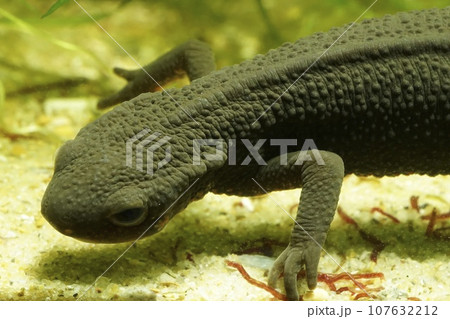 Closeup on an adult aquatic Japanese fire bellied newt , Cynops pyrrhogaster 107632212