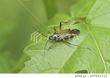 Closeup on the colorful adult Fine streaked bugkin, Miris striatus , sitting on an oak leaf 107632213