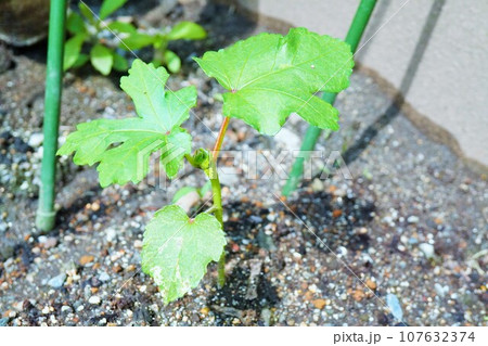 屋外で地植えされている本葉が3枚程度のオクラの苗 107632374