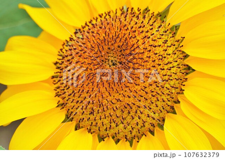 太陽の下で咲く黄色い向日葵の開花した管状花の集合体 107632379