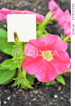 地植えのピンク色の可愛いペチュニアの花とガーデニングイメージのメッセージカードのモックアップ 107632380