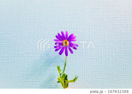 薄い水色の壁紙を背景に一輪の可憐な紫のブラキカムブラスコの花のアップ 107632388