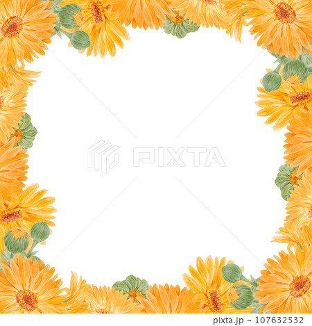 Frame of orange calendula officinalis. Watercolor hand drawn illustration. Botanical painting for labels, eco goods, textiles, natural herbal medicine, healthy tea, cosmetics and homeopatic remedies. Frame of orange calendula officinalis. Watercolor hand drawn illustration. Botanical painting for labels, eco goods, textiles, natural herbal medicine, healthy tea, cosmetics and homeopatic remedies. 107632532