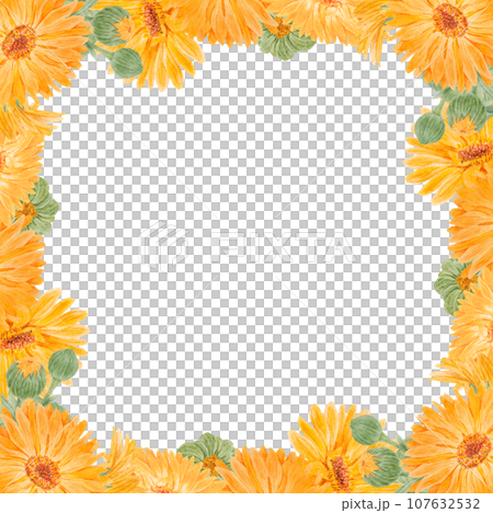 Frame of orange calendula officinalis. Watercolor hand drawn illustration. Botanical painting for labels, eco goods, textiles, natural herbal medicine, healthy tea, cosmetics and homeopatic remedies. Frame of orange calendula officinalis. Watercolor hand drawn illustration. Botanical painting for labels, eco goods, textiles, natural herbal medicine, healthy tea, cosmetics and homeopatic remedies. 107632532