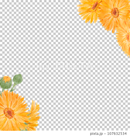 Frame of orange calendula officinalis. Watercolor hand drawn illustration. Botanical painting for labels, eco goods, textiles, natural herbal medicine, healthy tea, cosmetics and homeopatic remedies. Frame of orange calendula officinalis. Watercolor hand drawn illustration. Botanical painting for labels, eco goods, textiles, natural herbal medicine, healthy tea, cosmetics and homeopatic remedies. 107632534