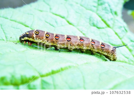 屋外でボリジの葉の上を歩くセスジスズメガの黒い幼虫 屋外でボリジの葉の上を歩くセスジスズメガの黒い幼虫 107632538