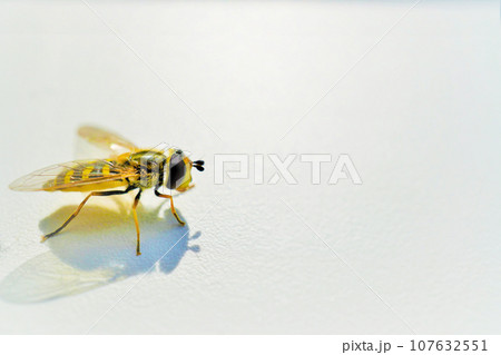 白背景に翅が透ける黄色いヒラタアブ 107632551