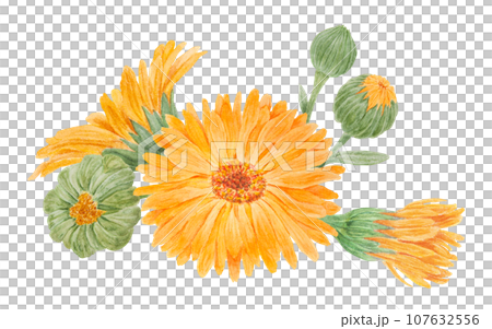 Boquet of orange calendula officinalis watercolor hand drawn illustrations. Botanical elements for labels, eco goods, textiles, natural herbal medicine, healthy tea, cosmetics and homeopatic remedies. Boquet of orange calendula officinalis watercolor hand drawn illustrations. Botanical elements for labels, eco goods, textiles, natural herbal medicine, healthy tea, cosmetics and homeopatic remedies. 107632556
