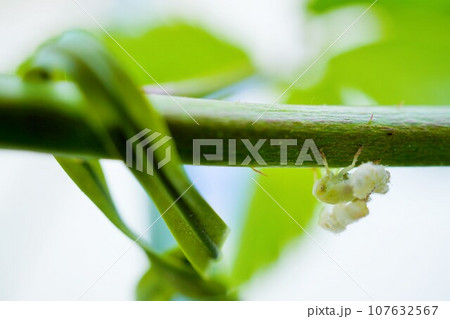 屋外でラズベリーの茎に捉まる白いふわふわの付いたハゴロモの幼虫 屋外でラズベリーの茎に捉まる白いふわふわの付いたハゴロモの幼虫 107632567