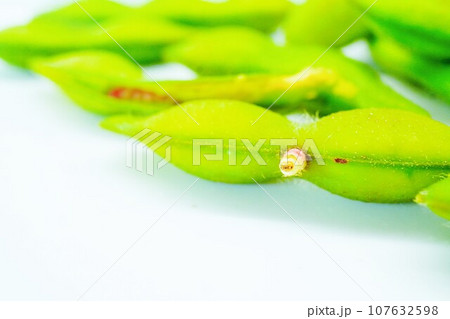 白背景に莢の中にいて枝豆とともに茹でられたピンク色のメイガの幼虫 白背景に莢の中にいて枝豆とともに茹でられたピンク色のメイガの幼虫 107632598