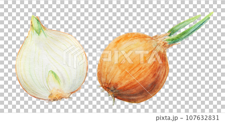 Hand drawn watercolor onion Illustration. Realistic clip art of gold vegetable with green bow feathers. Painting for restaurant or cafe menu, cooking book, farmer eco products, packing, prints, lables Hand drawn watercolor onion Illustration. Realistic clip art of gold vegetable with green bow feathers. Painting for restaurant or cafe menu, cooking book, farmer eco products, packing, prints, lables 107632831