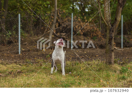 pit bull terrier puppy playing with a balloon pit bull terrier puppy playing with a balloon 107632940
