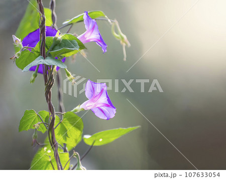 Violet morning glory or ipomoea flowering in the light of morning sun blooming in the roof top garden. Violet morning glory or ipomoea flowering in the light of morning sun blooming in the roof top garden. 107633054