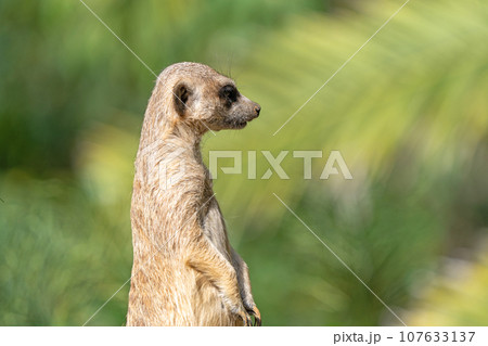 ミーアキャット 107633137