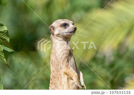 ミーアキャット 107633138