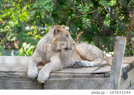 ライオン 107633144