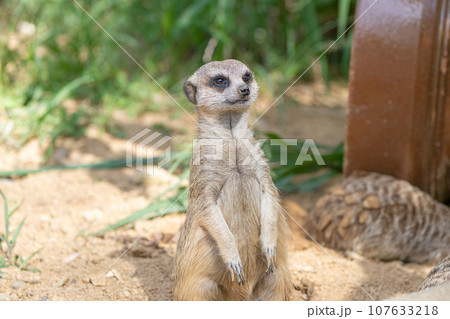 ミーアキャット 107633218