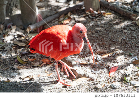 ショウジョウトキ 107633313
