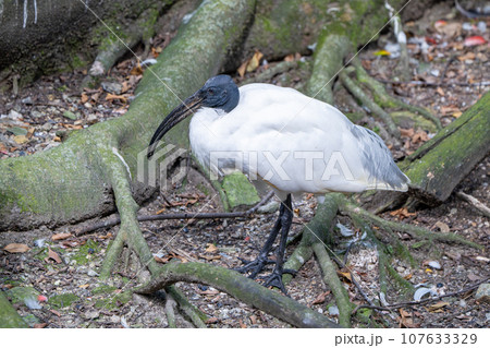 アフリカクロトキ 107633329