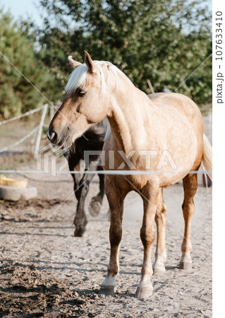 Horse on nature. Portrait of a horse 107633410