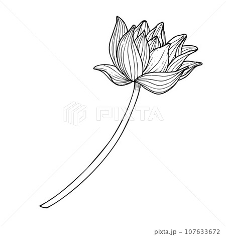 Lotus Flower. Hand drawn vector illustration of water lily in black and white colors. Drawing of Asian plant in line art style. Floral sketch for greeting cards or invitations. Symbol of purity. 107633672