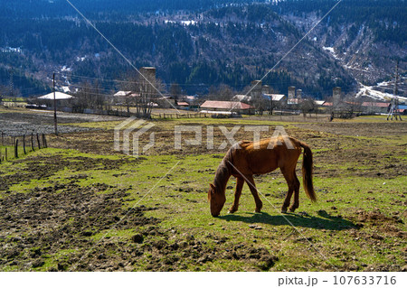 Horse walking in the mountains. Rural Mountain Natural Landscape 107633716