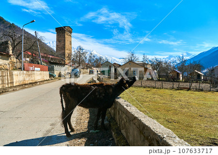 A young bull enjoys the early spring sunshine while basking by the fence along the road 107633717