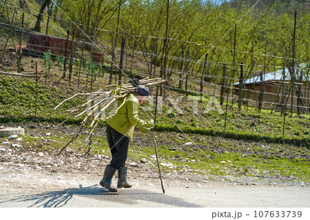 The old man is carrying home a bundle of branches that he gathered in the woods 107633739