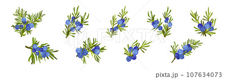 Juniper Evergreen Berry Branch with Green Needles Vector Set 107634073