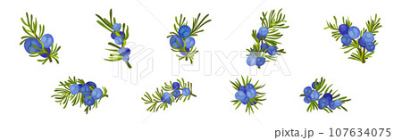 Juniper Evergreen Berry Branch with Green Needles Vector Set 107634075
