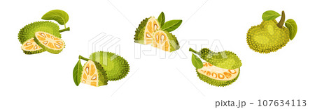 Ripe Bright Green Jackfruit with Seed Coat Vector Set 107634113