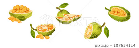Ripe Bright Green Jackfruit with Seed Coat Vector Set 107634114