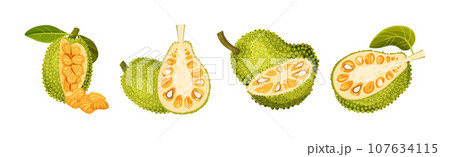 Ripe Bright Green Jackfruit with Seed Coat Vector Set 107634115