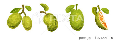 Ripe Bright Green Jackfruit with Seed Coat Vector Set 107634116