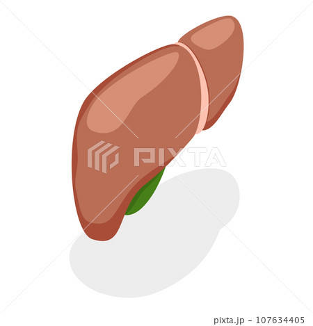 3D Isometric Flat Vector Illustration of Digestive System Anatomy. Item 3 3D Isometric Flat Vector Illustration of Digestive System Anatomy. Item 3 107634405