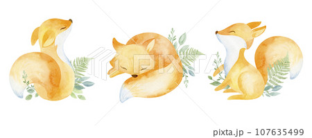 Orange sleeping fox with green plants Watercolor illustration hand drawn. Forest animal on a white background. Orange sleeping fox with green plants Watercolor illustration hand drawn. Forest animal on a white background. 107635499