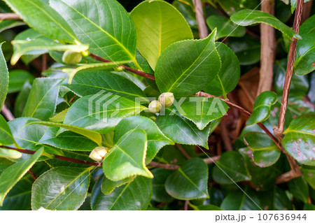 Camellia japonica green flower buds with evergreen lush succulent leaves close up Camellia japonica green flower buds with evergreen lush succulent leaves close up 107636944