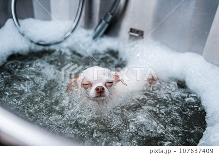 A small white dog receives a spa treatment in a grooming salon. A small white dog receives a spa treatment in a grooming salon. 107637409