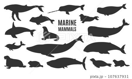 Marine mammals silhouettes set, flat vector illustration isolated on white background. Marine mammals silhouettes set, flat vector illustration isolated on white background. 107637931
