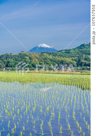 (静岡県)水田に映る逆さ富士、丹那盆地から眺める富士山 (静岡県)水田に映る逆さ富士、丹那盆地から眺める富士山 107637958