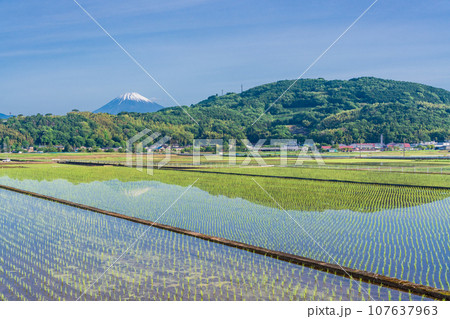 （静岡県）水田に映る逆さ富士、丹那盆地から眺める富士山 107637963