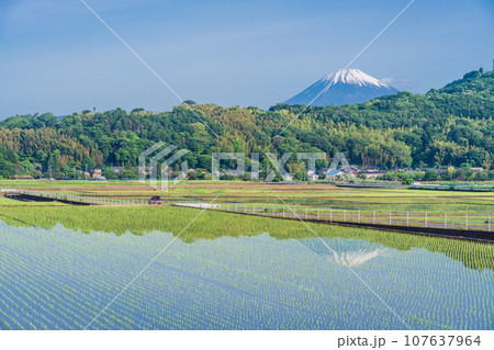 (静岡県)水田に映る逆さ富士、丹那盆地から眺める富士山 (静岡県)水田に映る逆さ富士、丹那盆地から眺める富士山 107637964