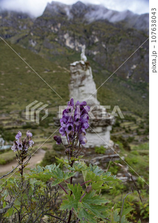 ネパール エベレスト街道の高山植物 紫のトリカブト ネパール エベレスト街道の高山植物 紫のトリカブト 107638043