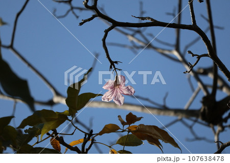 青空と木の枝と葉と薄ピンクの太陽の光りで透ける花びらのノウゼンカズラの花が咲く風景 107638478
