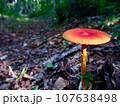 森の中の美しいタマゴダケ 107638498