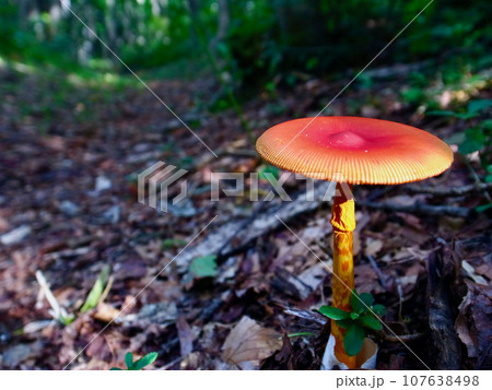 森の中の美しいタマゴダケ 107638498